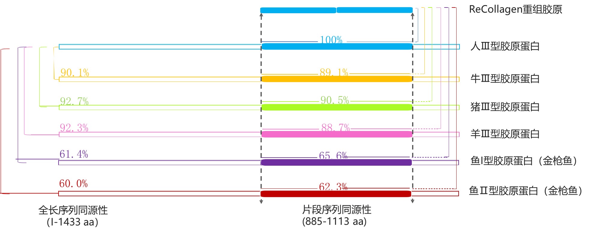 与人胶原序列同源性100% 与人胶原序列同源性100%